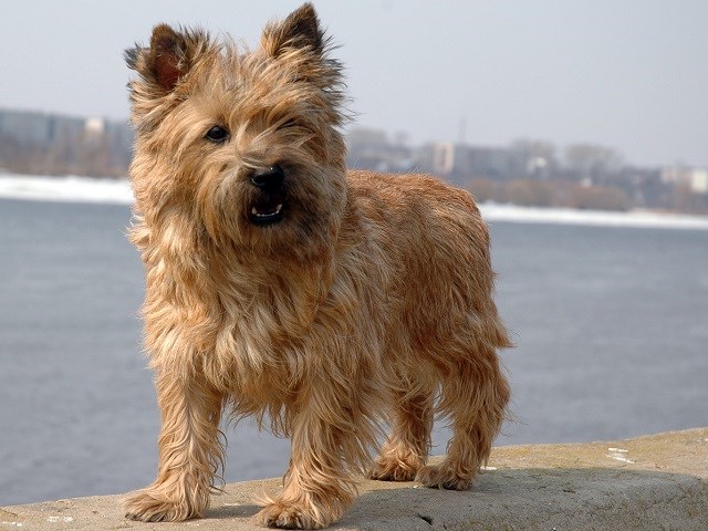 Cairn Terrier thumbnail
